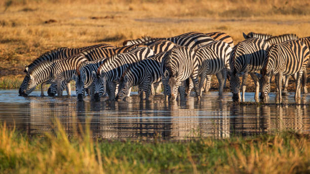 6 Days Serengeti Migration Safari